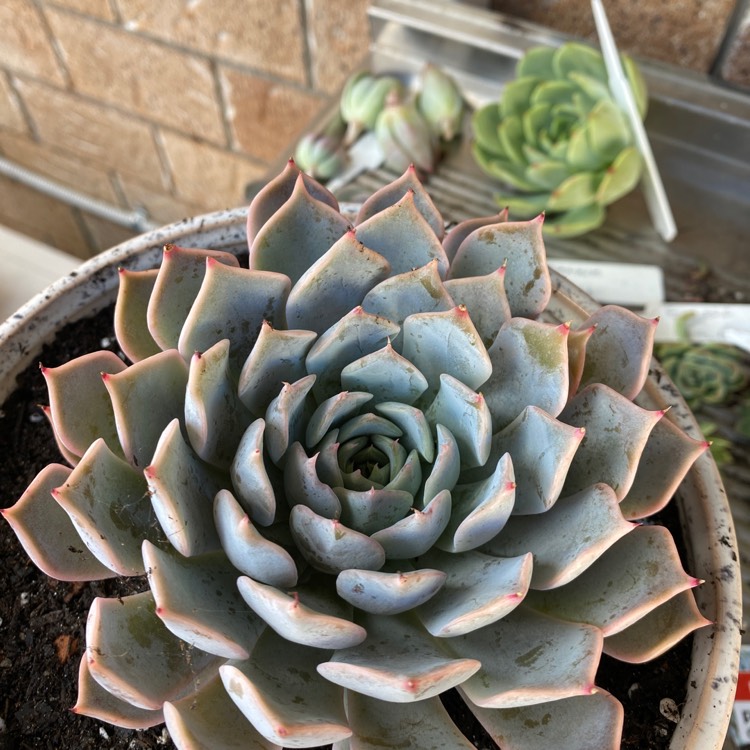plant image 1644390