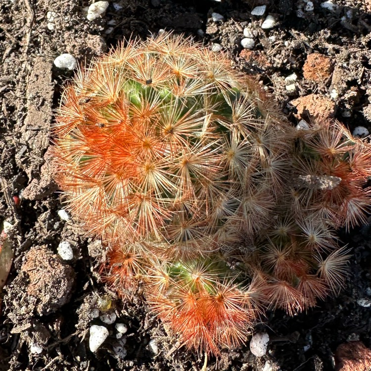 Plant image Mammillaria carmenae 'Rubrispina'