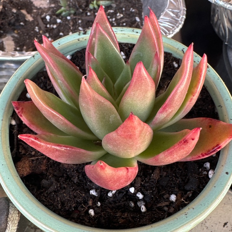 Plant image Echeveria Agavoides Miranda