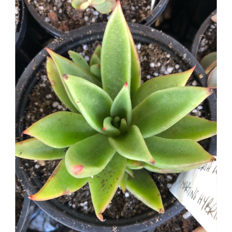 Plant image Echeveria Martin