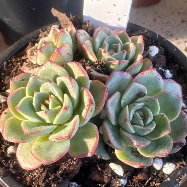 plant image 1714814