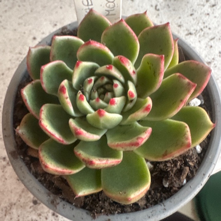 plant image 1714833