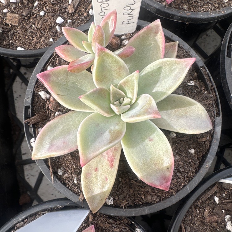 plant image 1719075