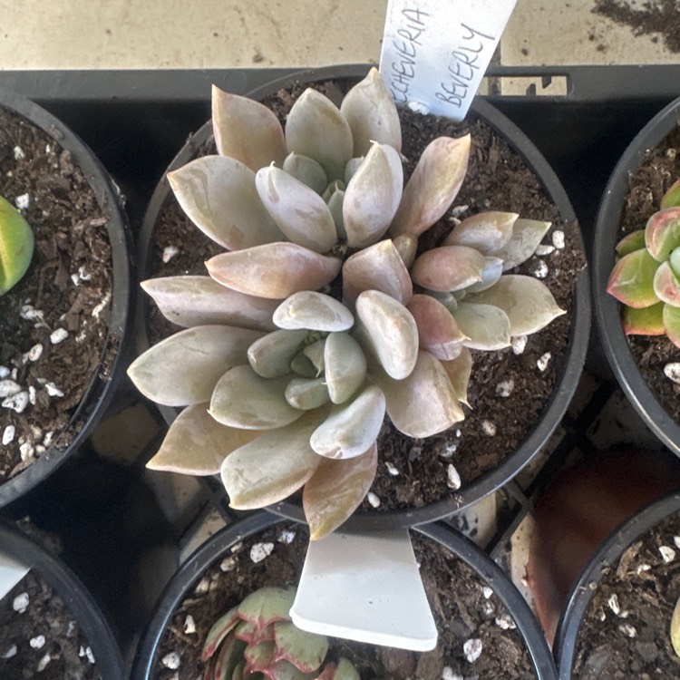 Plant image Echeveria Beverley