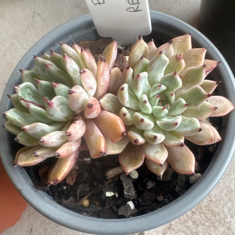 Plant image Echeveria Red Absinthe