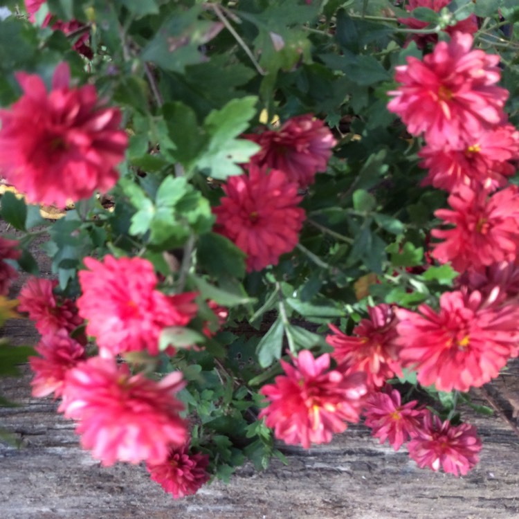 Plant image Chrysanthemum morifolium 'Mila™ Red'