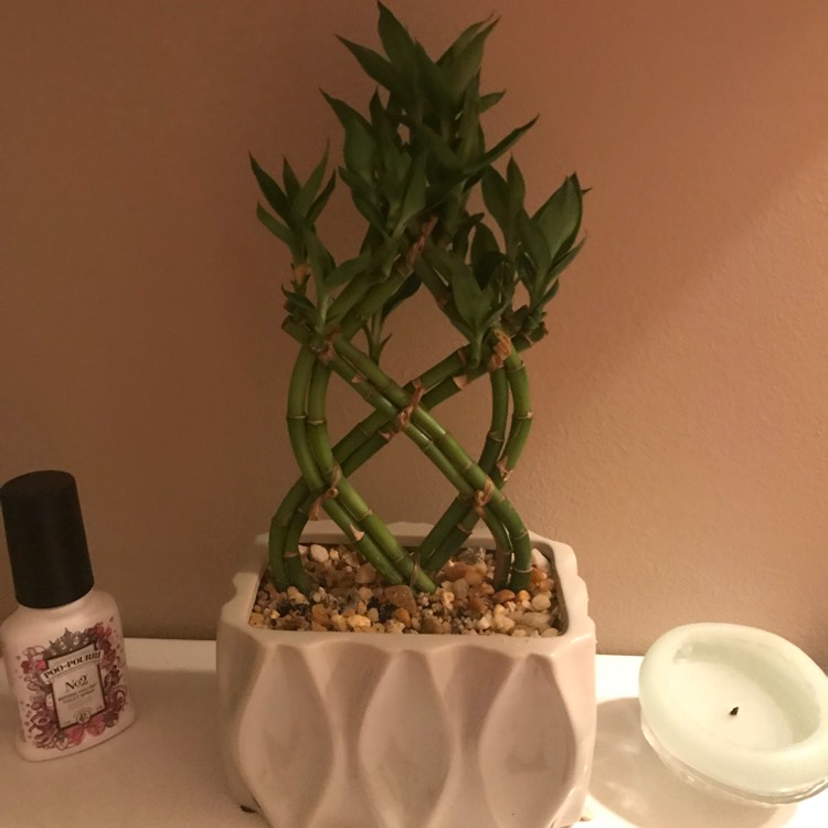 Plant image Dracaena compacta