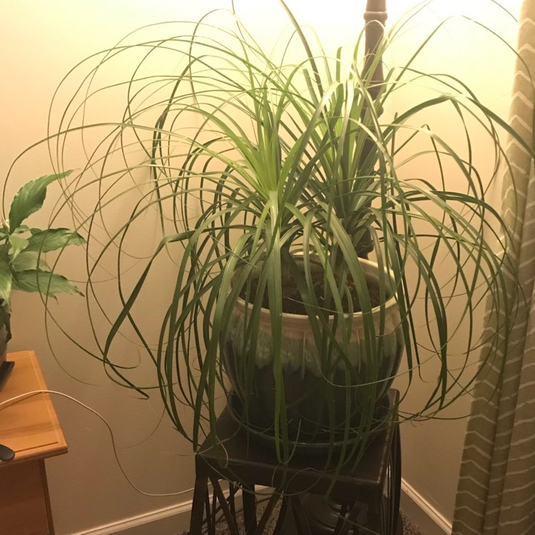 plant image 645528