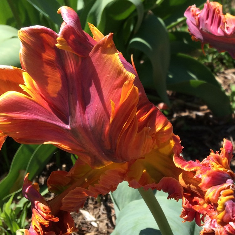 Plant image Tulipa 'Bright Parrot'