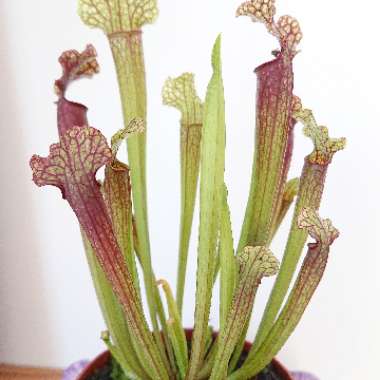 Pitcher Plant 'Judith Hindle'
