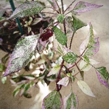 Ornamental Pepper 'Calico'