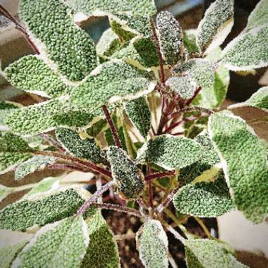 Garden Sage 'Tricolor'