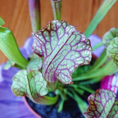 Pitcher Plant 'Judith Hindle'