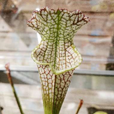 White Topped Pitcher Plant