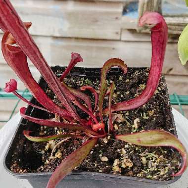 Sarracenia 'Copper Top'