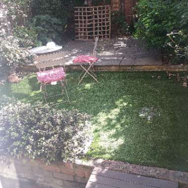 Jeni's garden
