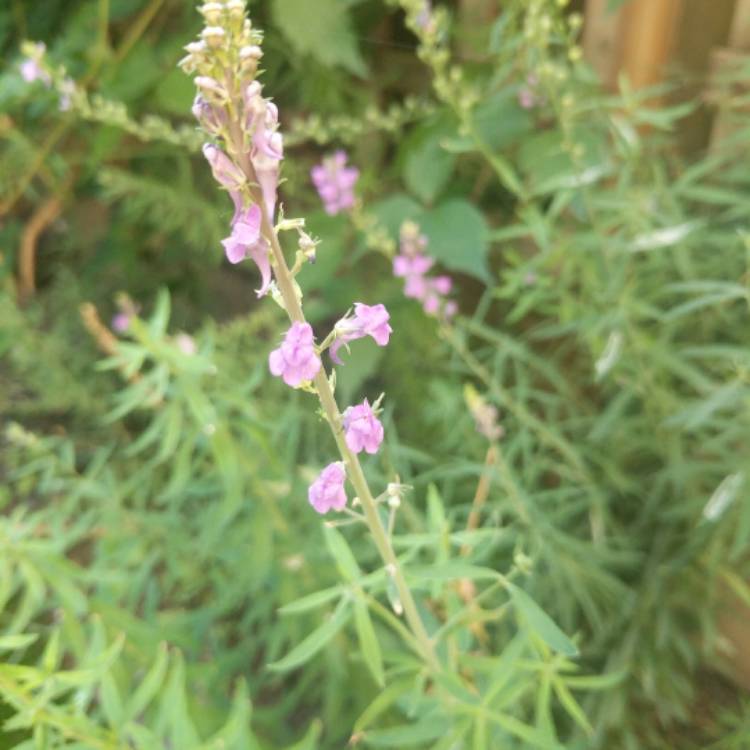 Plant image Linaria purpurea 'Canon Went'