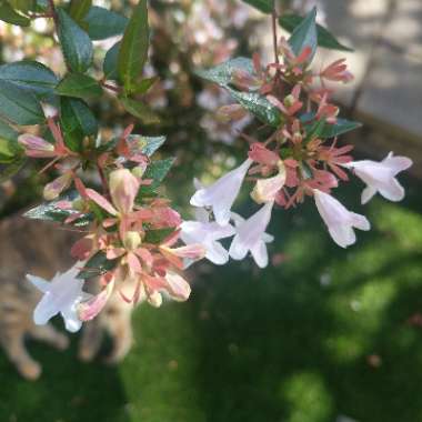 Jeni's garden
