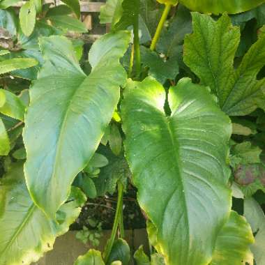 Arum Lily 'Crowborough'
