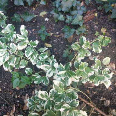 Common ivy