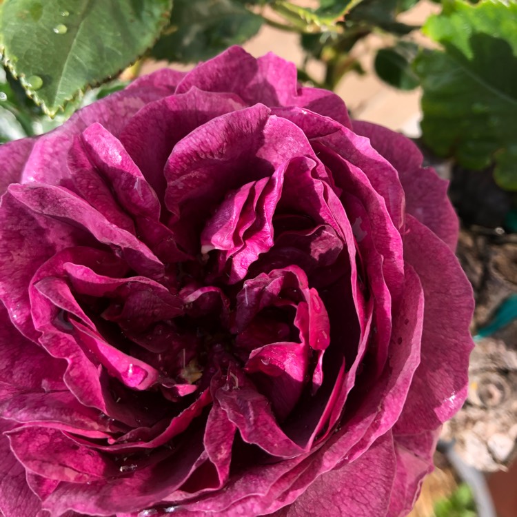 plant image 1395495