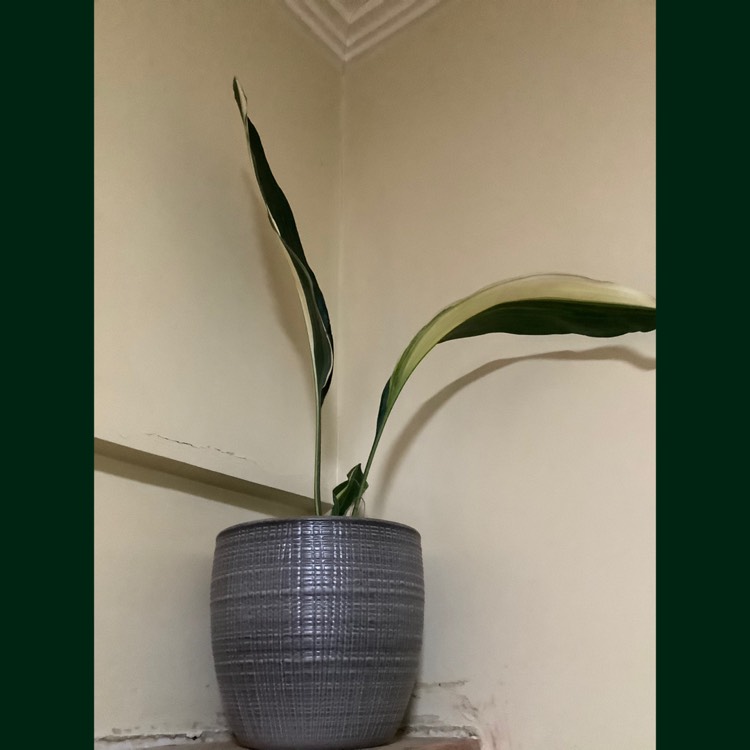 Plant image Aspidistra elatior 'Variegata'
