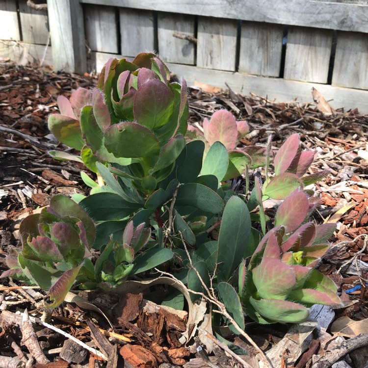 plant image 1399088