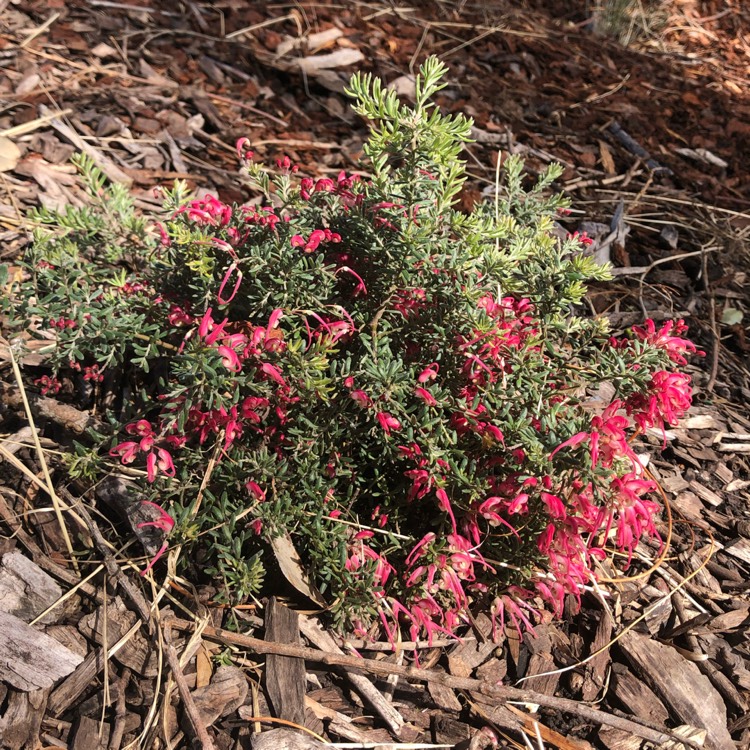 Plant image Grevillea lanigera x lavandulacea ‘Cherry Ripe'