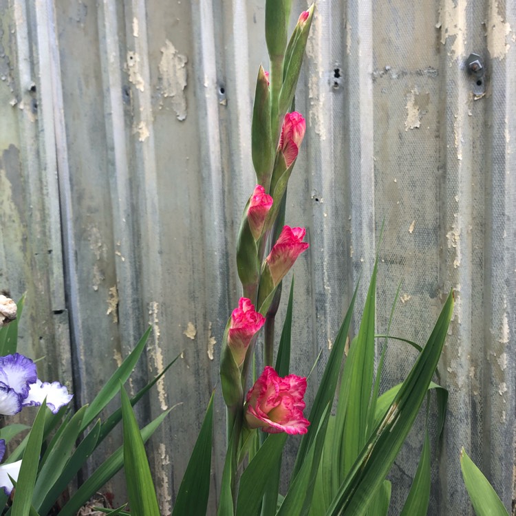 plant image 1425704