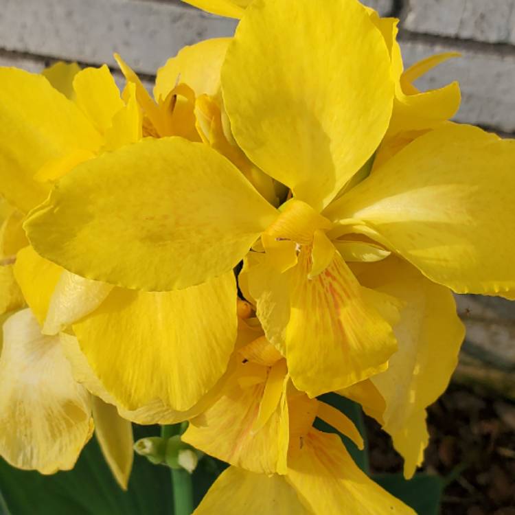 Plant image Canna altensteinii
