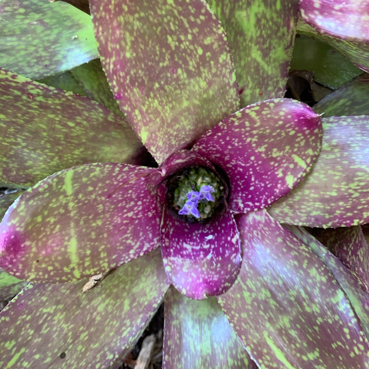plant image 1340079