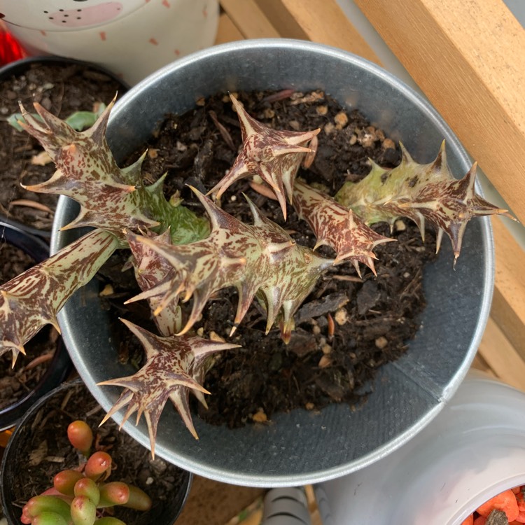 plant image 1388502