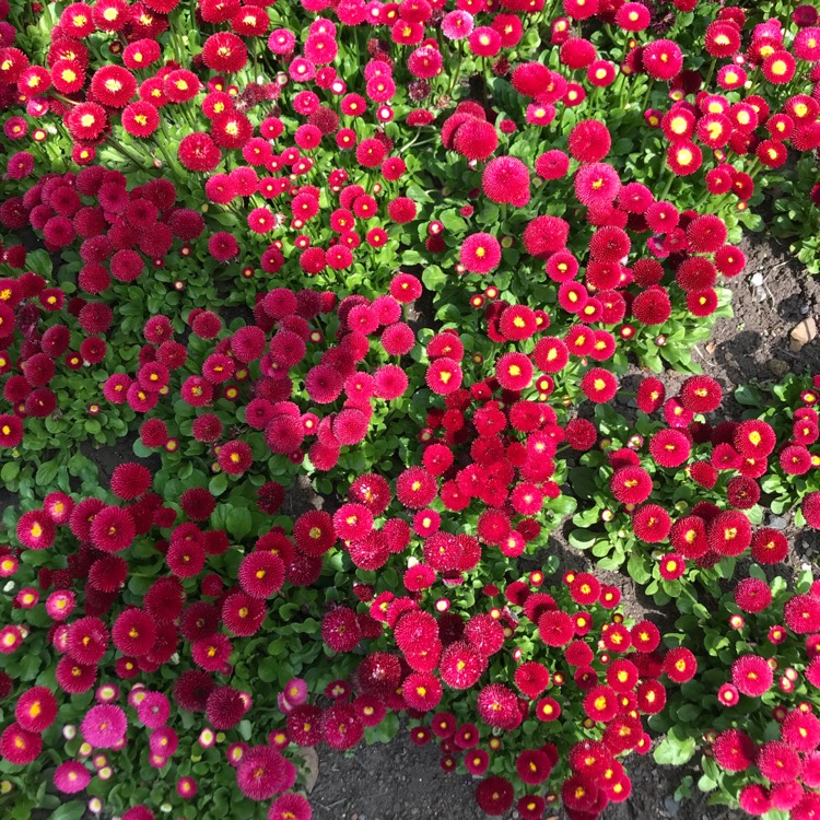 plant image 688383