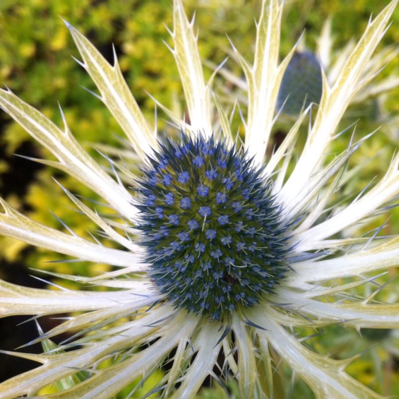 Eryngium x zabelii 'Neptune's Gold'
