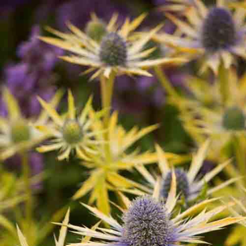 plant image 16143 plant image 16143