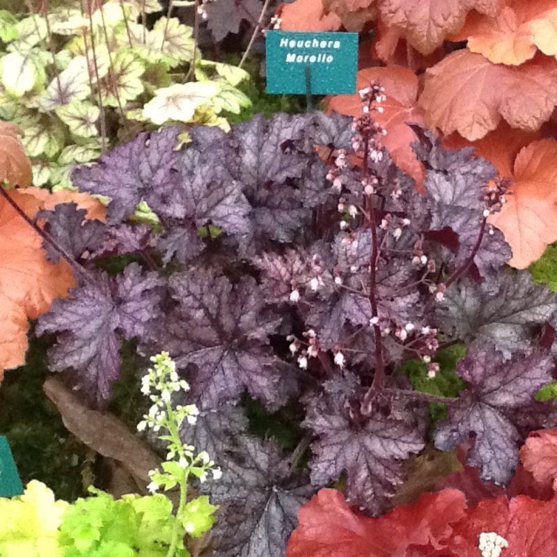 plant image 16149 plant image 16149