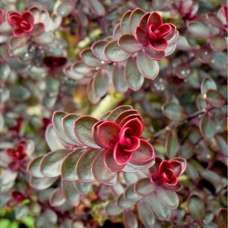 Plant image Hebe 'Champion'