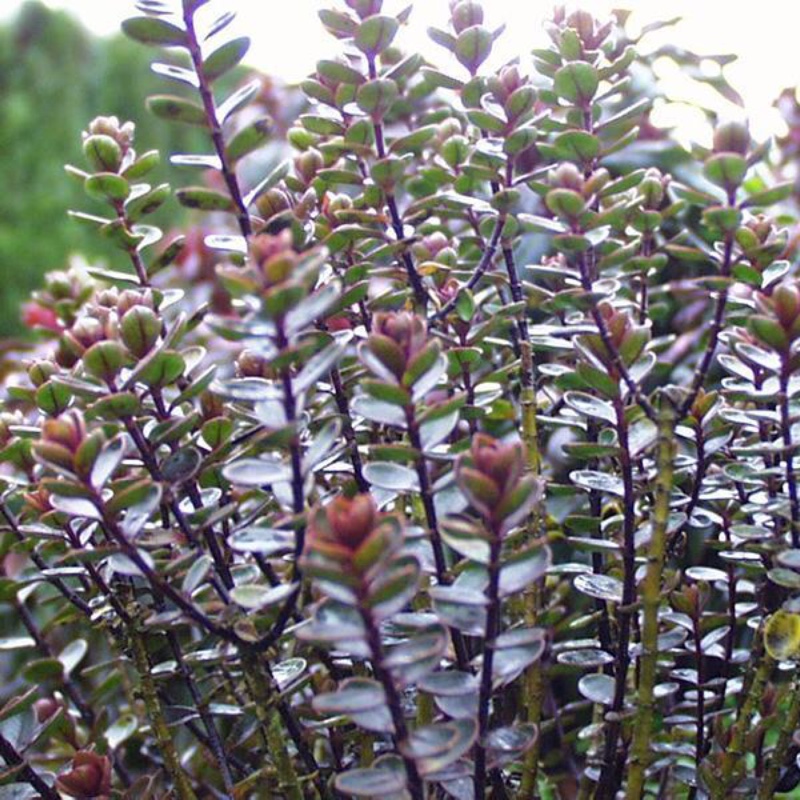 plant image 16220