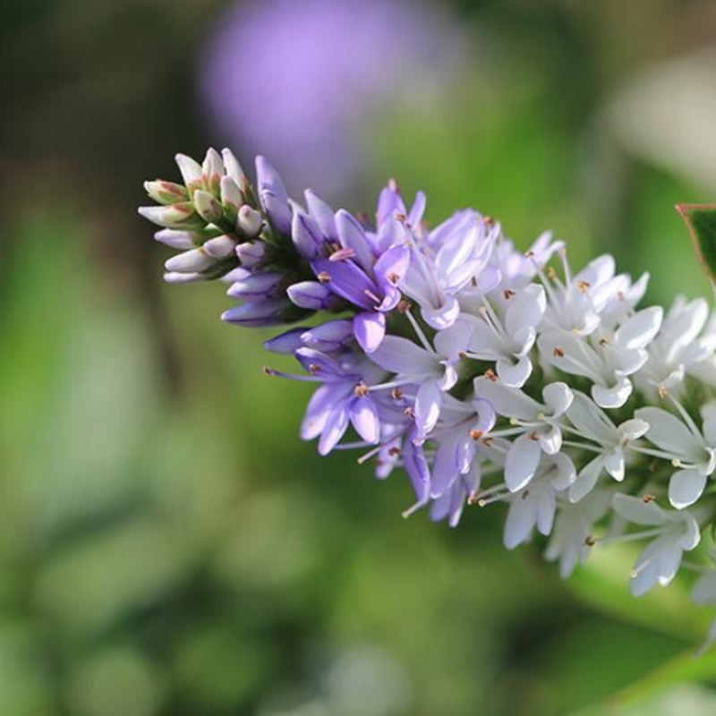 plant image 16227 plant image 16227