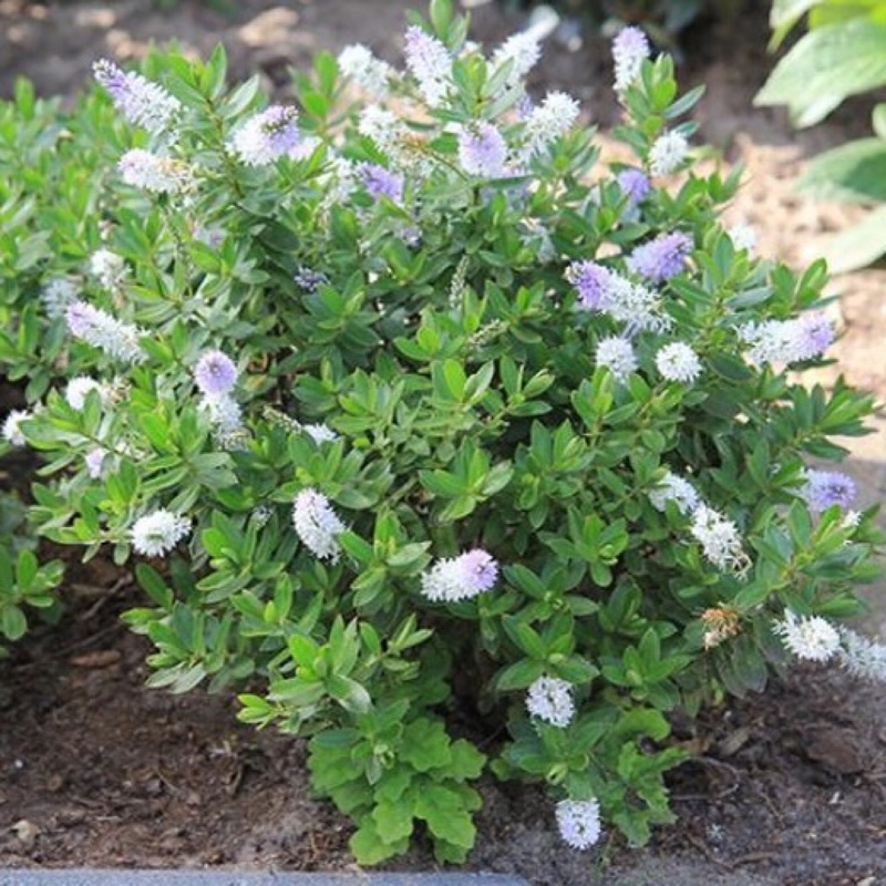 plant image 16250 plant image 16250