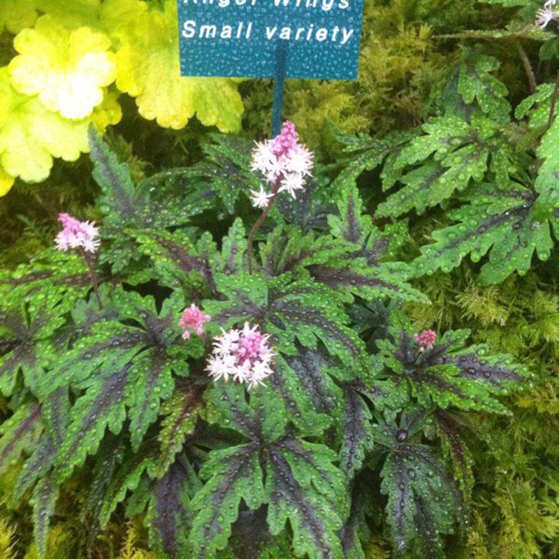 plant image 16296 plant image 16296