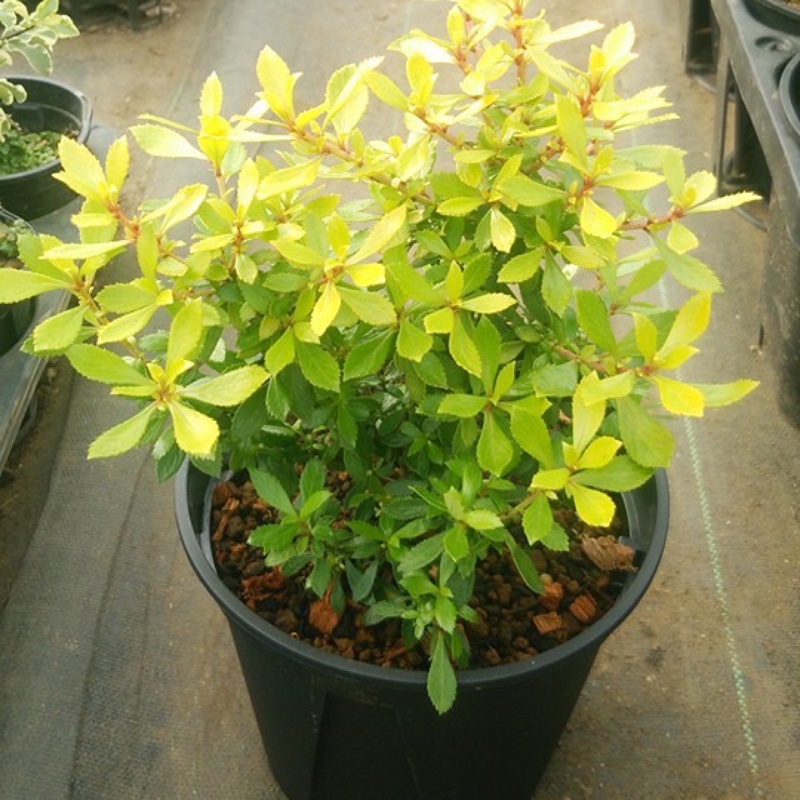 plant image 16483 plant image 16483