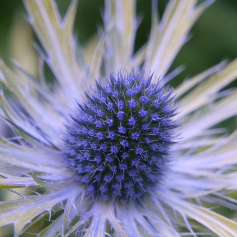 plant image 17006 plant image 17006