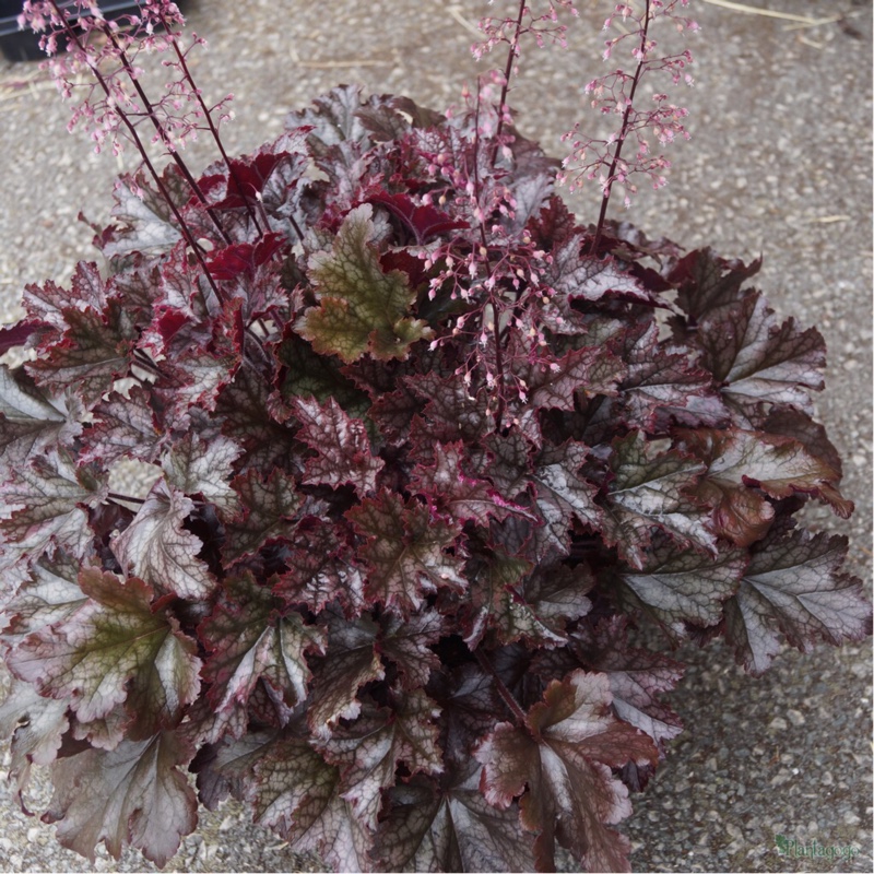 plant image 17007 plant image 17007