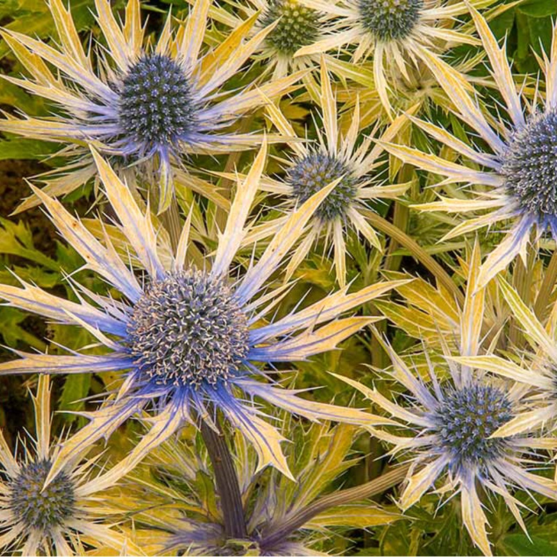 plant image 17033 plant image 17033