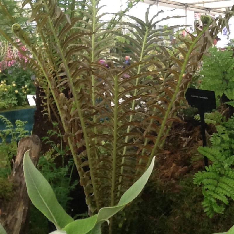 plant image 17105 plant image 17105