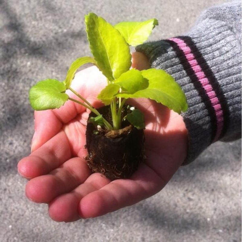 plant image 17106 plant image 17106