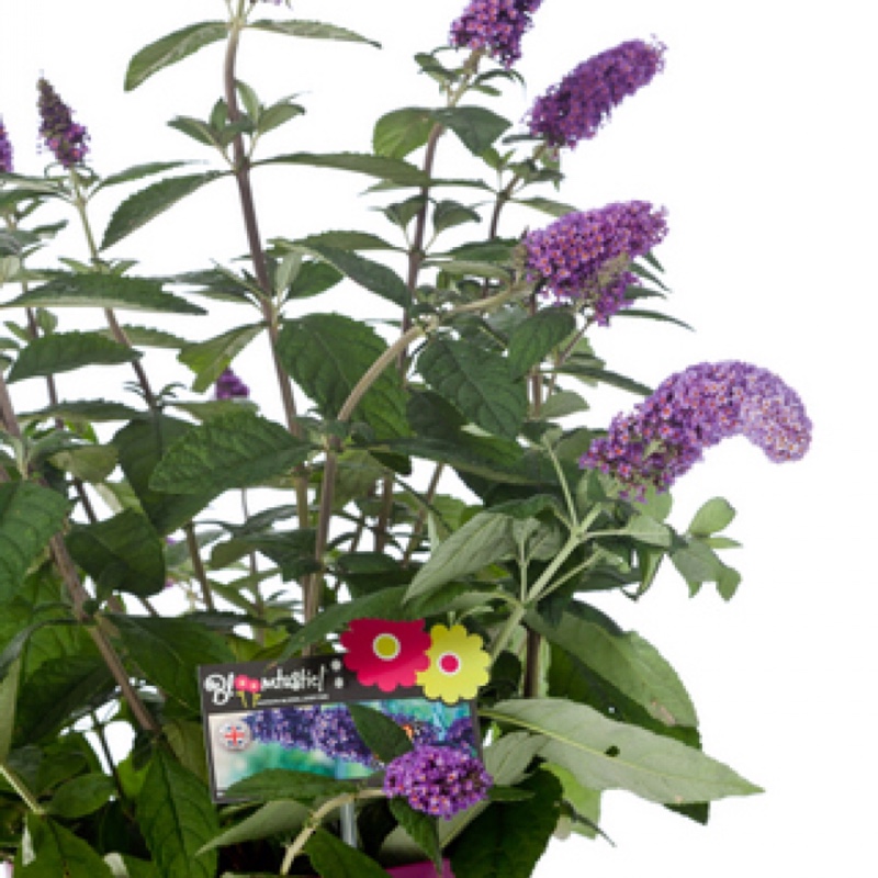 Plant image Buddleja 'Hinebud2' syn. Buddleja 'Purple Splendour'