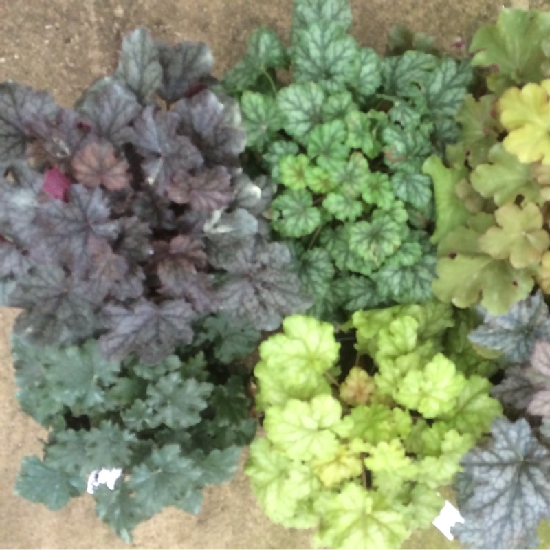 plant image 17565