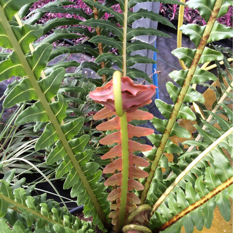plant image 176395 plant image 176395